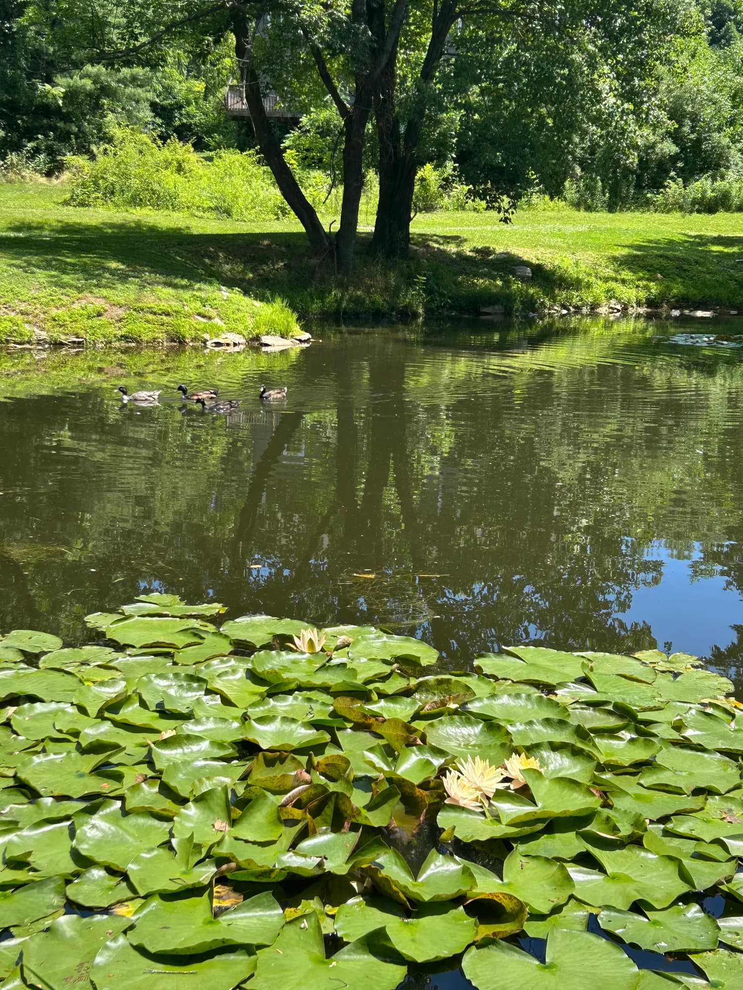 Fishing pond with water lilies and ducks swimming near the grassy bank