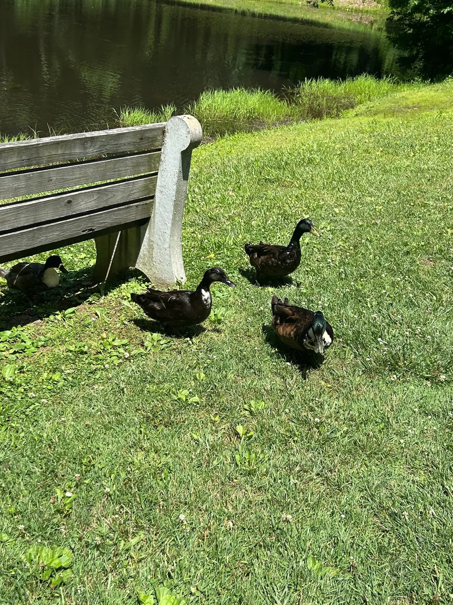 Ducks resting on the grass beside a bench at the pond edge