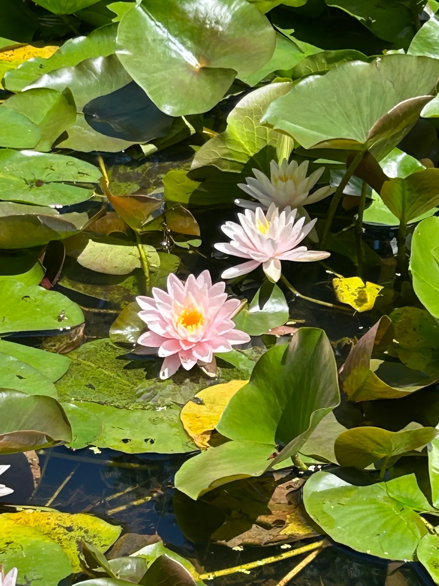 Pink water lilies blooming among the lily pads on the pond