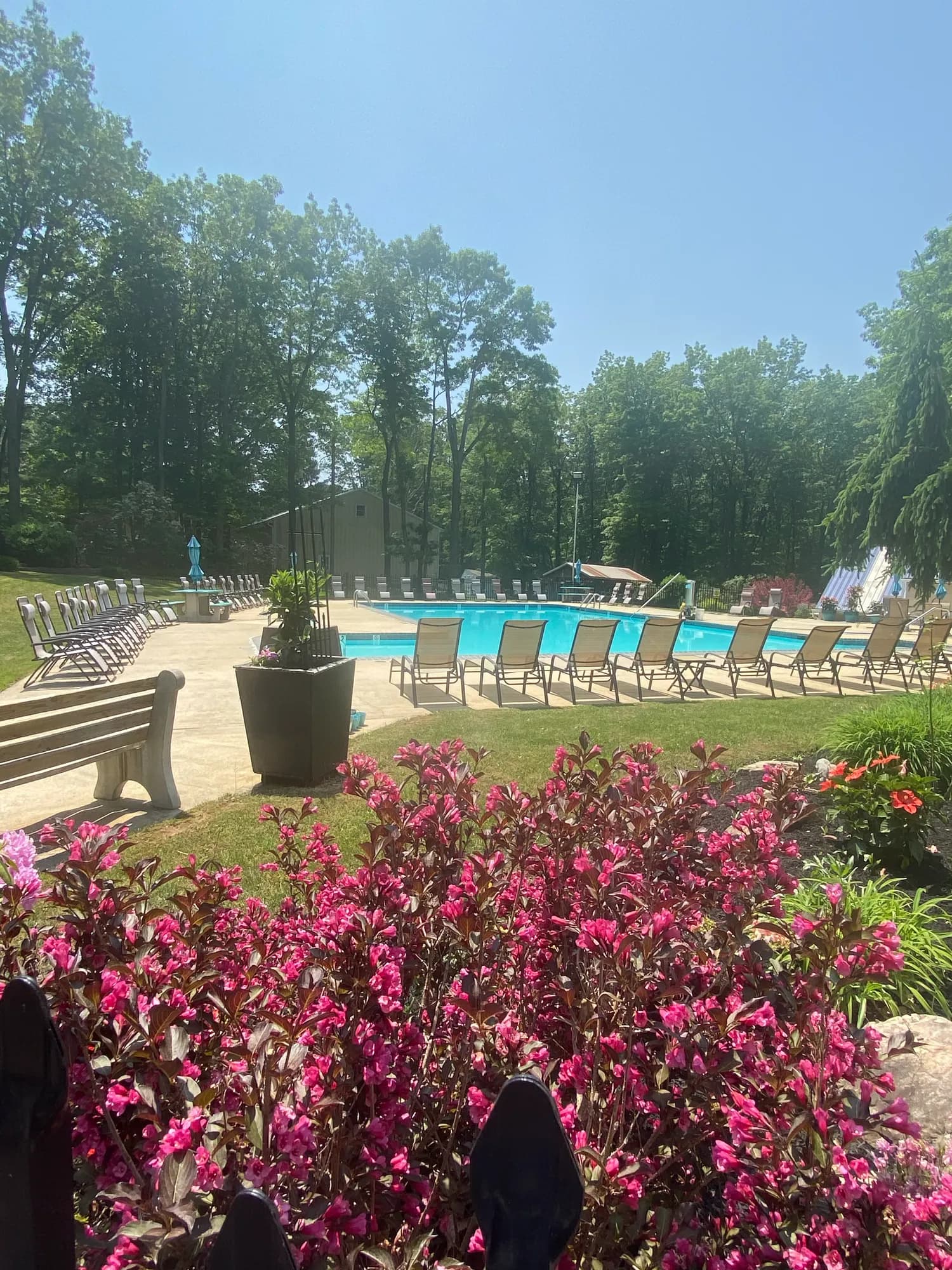 The pool framed by blooming pink flowers on a sunny day